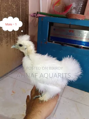 সিল্কি চিকেনস