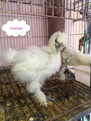 সিল্কি চিকেনস