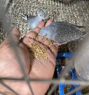 রানিং কিছু ডায়মন্ড ডাব সেল করা হবে