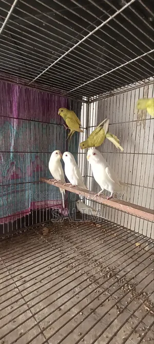 এলবিনো রেড আই বাজরিগার