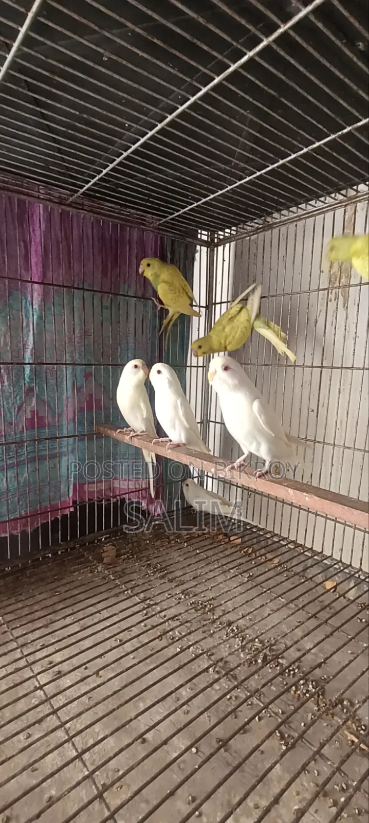 এলবিনো রেড আই বাজরিগার