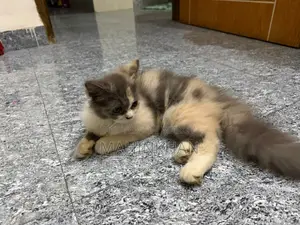 ৩-৬ মাসের ফিমেল পিওরব্রেড বিড়াল