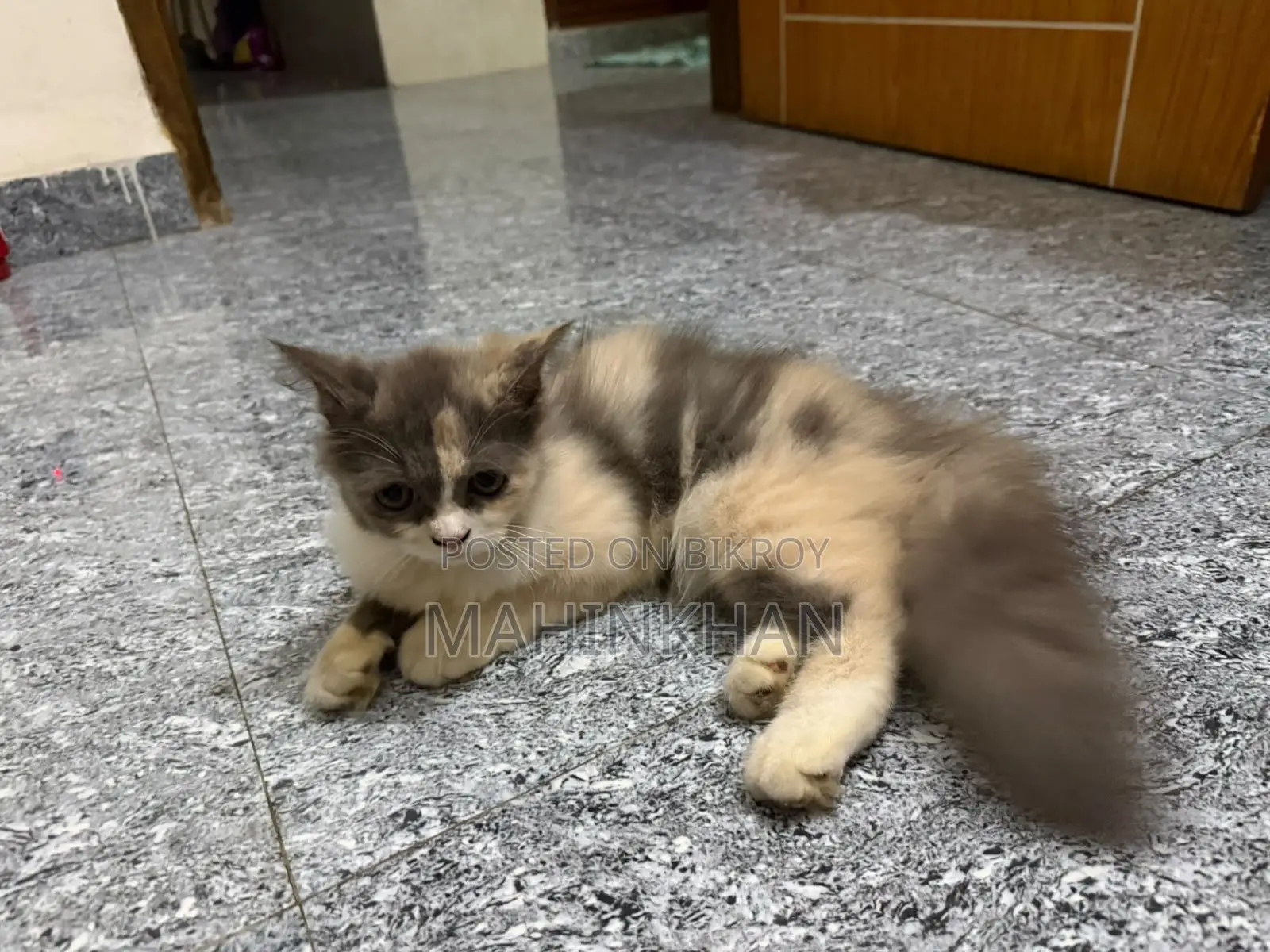 ৩-৬ মাসের ফিমেল পিওরব্রেড বিড়াল