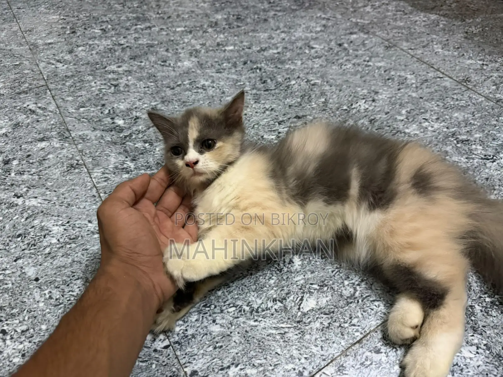 ৩-৬ মাসের ফিমেল পিওরব্রেড বিড়াল