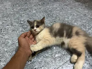 ৩-৬ মাসের ফিমেল পিওরব্রেড বিড়াল