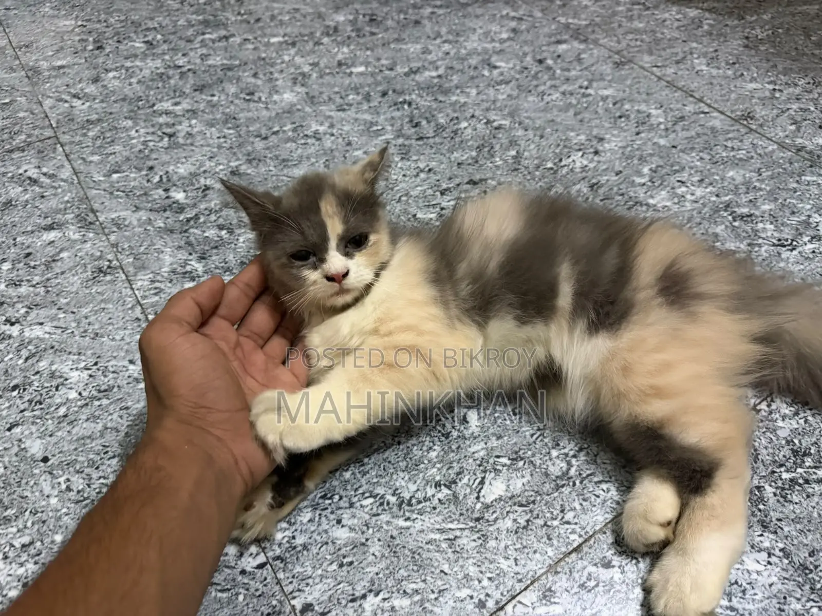 ৩-৬ মাসের ফিমেল পিওরব্রেড বিড়াল