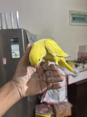 Yellow Ringneck