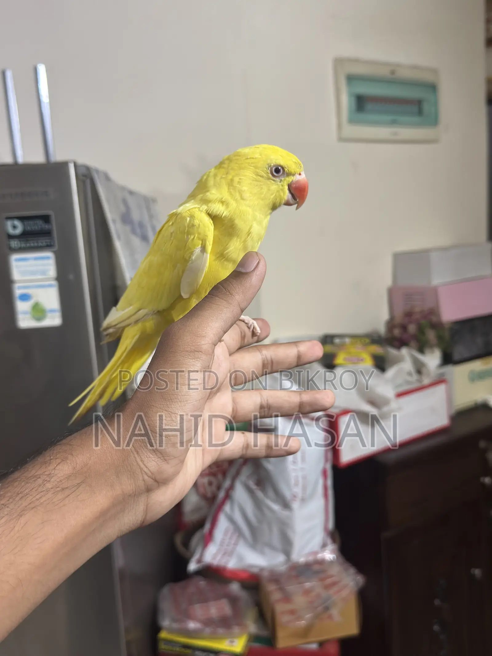Yellow Ringneck