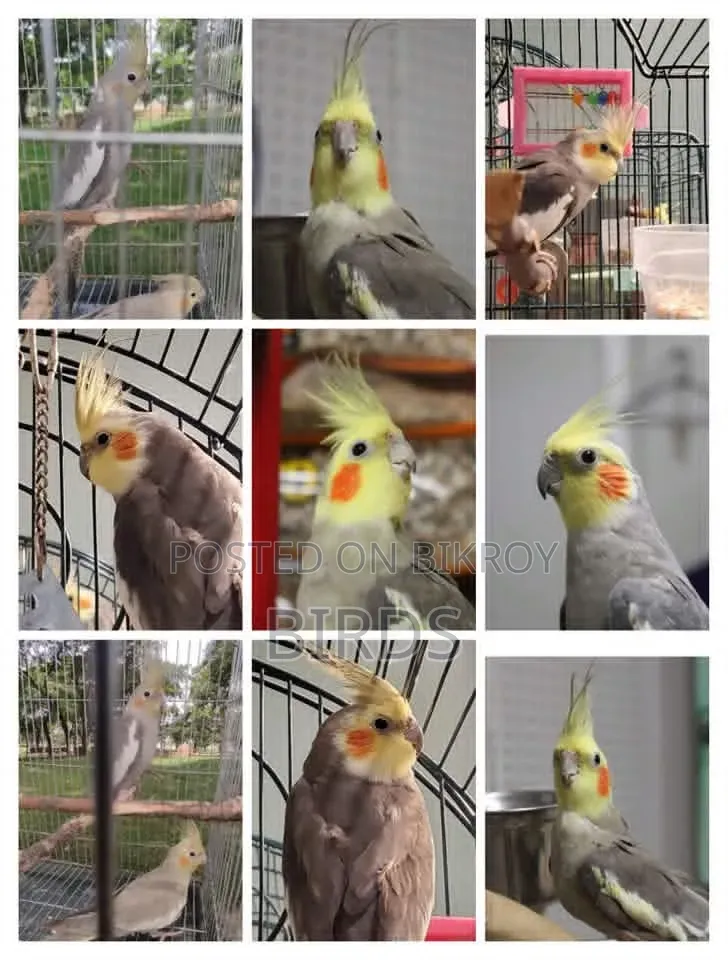ডিমবাচ্চা করা রানিং গ্রে ককাটেল।