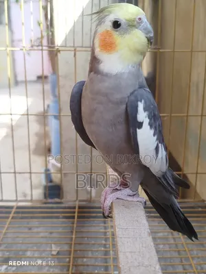 ডিমবাচ্চা করা রানিং গ্রে ককাটেল।