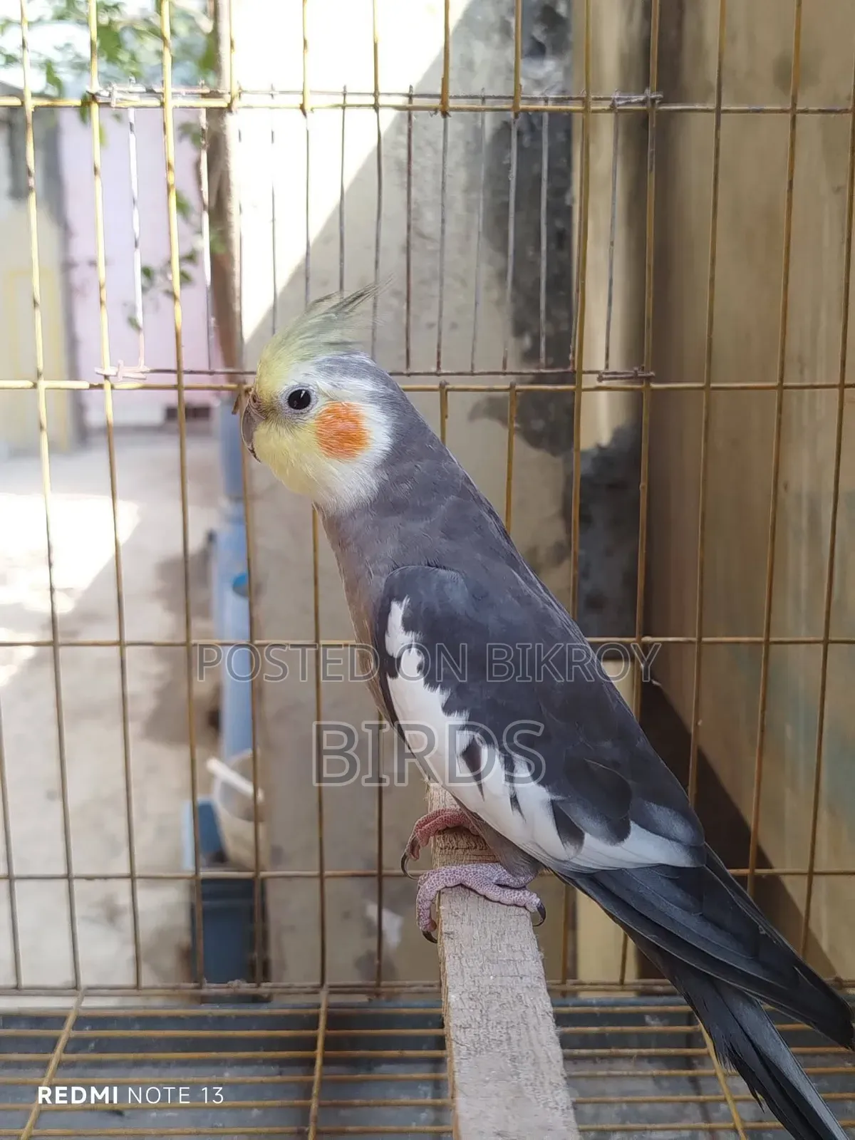 ডিমবাচ্চা করা রানিং গ্রে ককাটেল।
