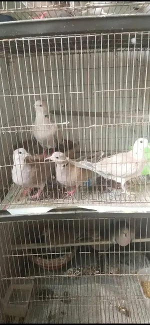 Ring-necked Dove