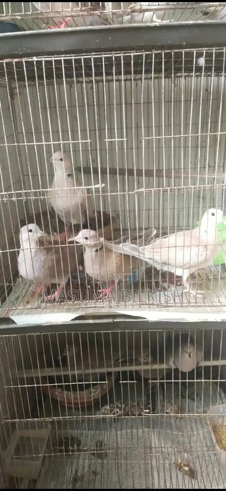 Ring-necked Dove