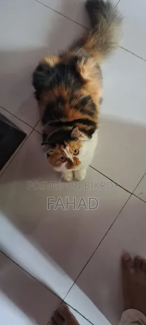 ১+ বছরের ফিমেল পিওরব্রেড পার্সিয়ান