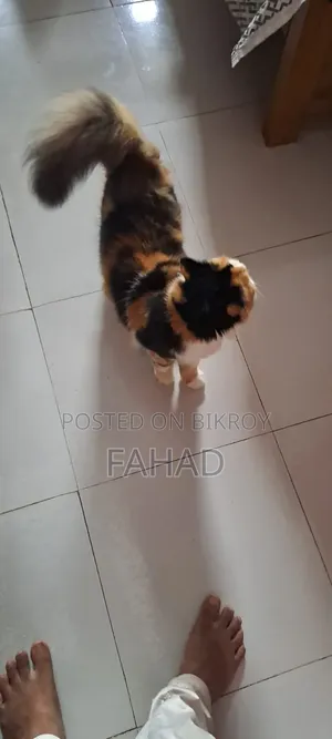 ১+ বছরের ফিমেল পিওরব্রেড পার্সিয়ান
