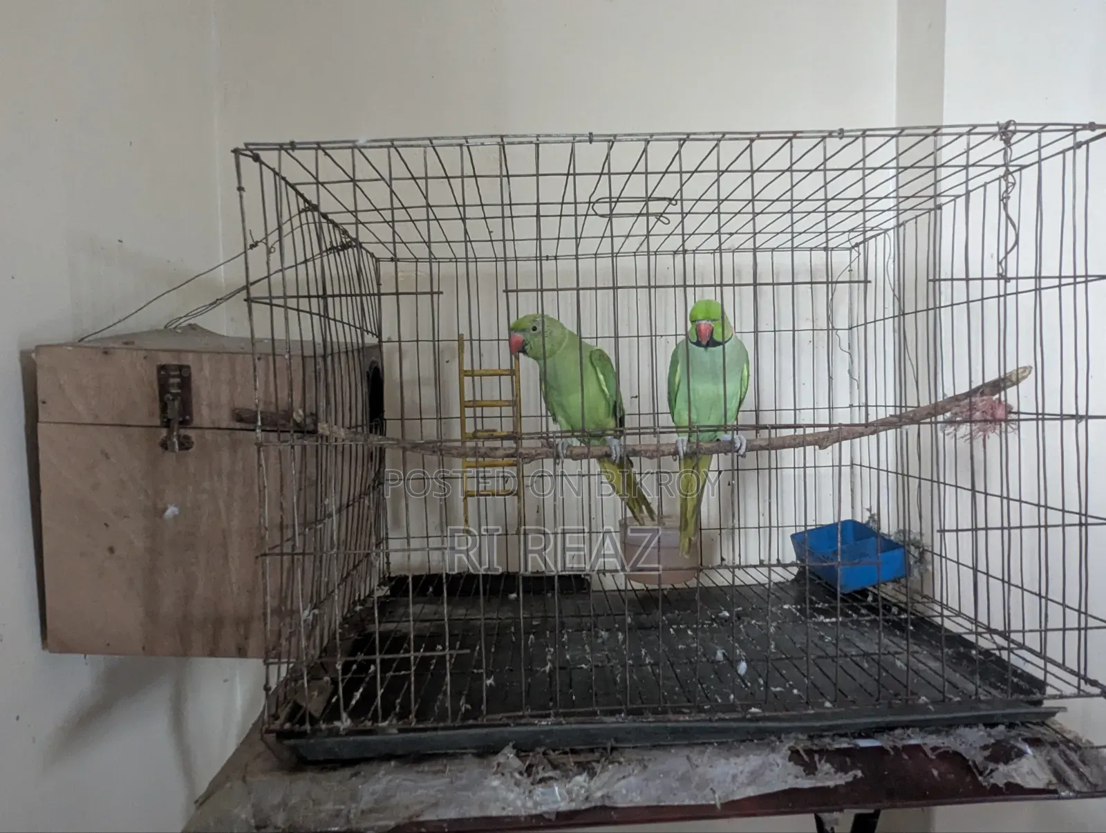 টেম করা কথা বলা টিয়া