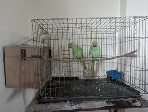 টেম করা কথা বলা টিয়া