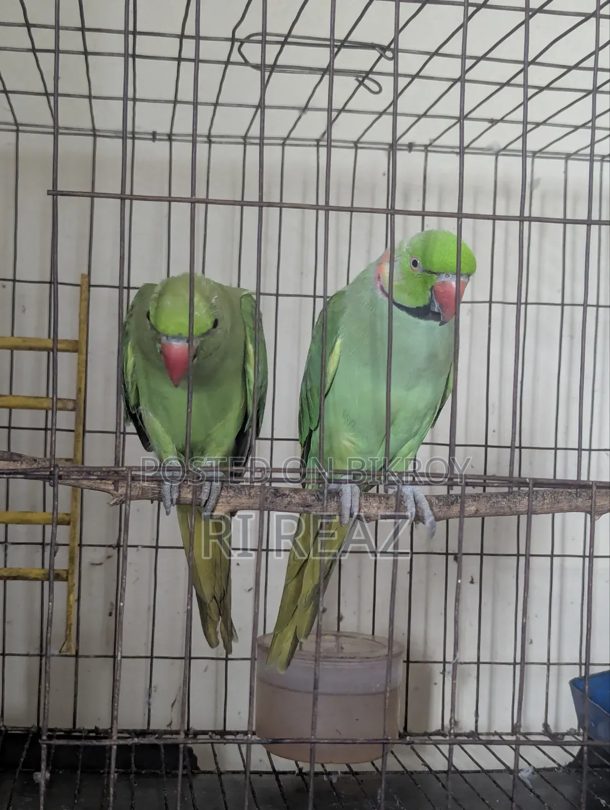 টেম করা কথা বলা টিয়া