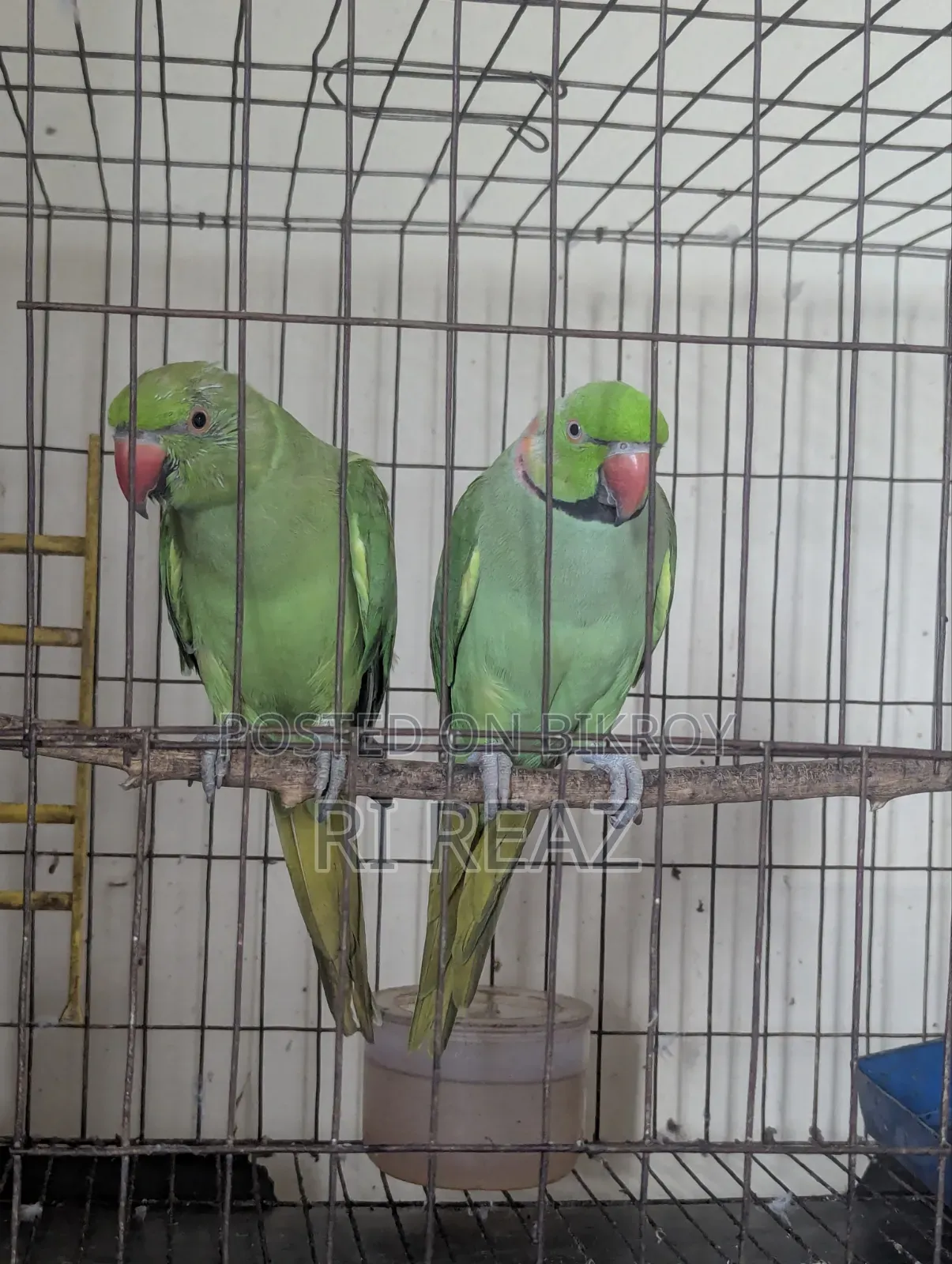 টেম করা কথা বলা টিয়া