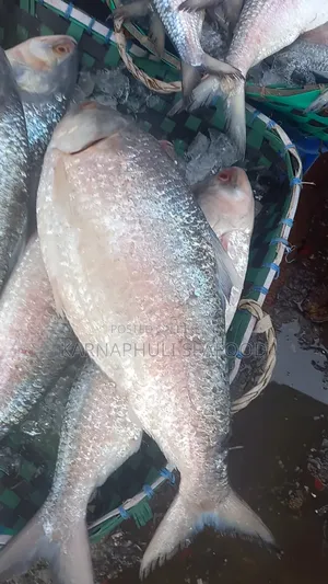 বেস্ট কোয়ালিটি সামুদ্রিক মাছ