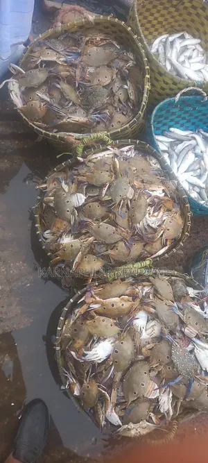 বেস্ট কোয়ালিটি সামুদ্রিক মাছ