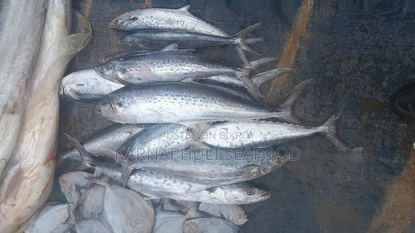 বেস্ট কোয়ালিটি সামুদ্রিক মাছ