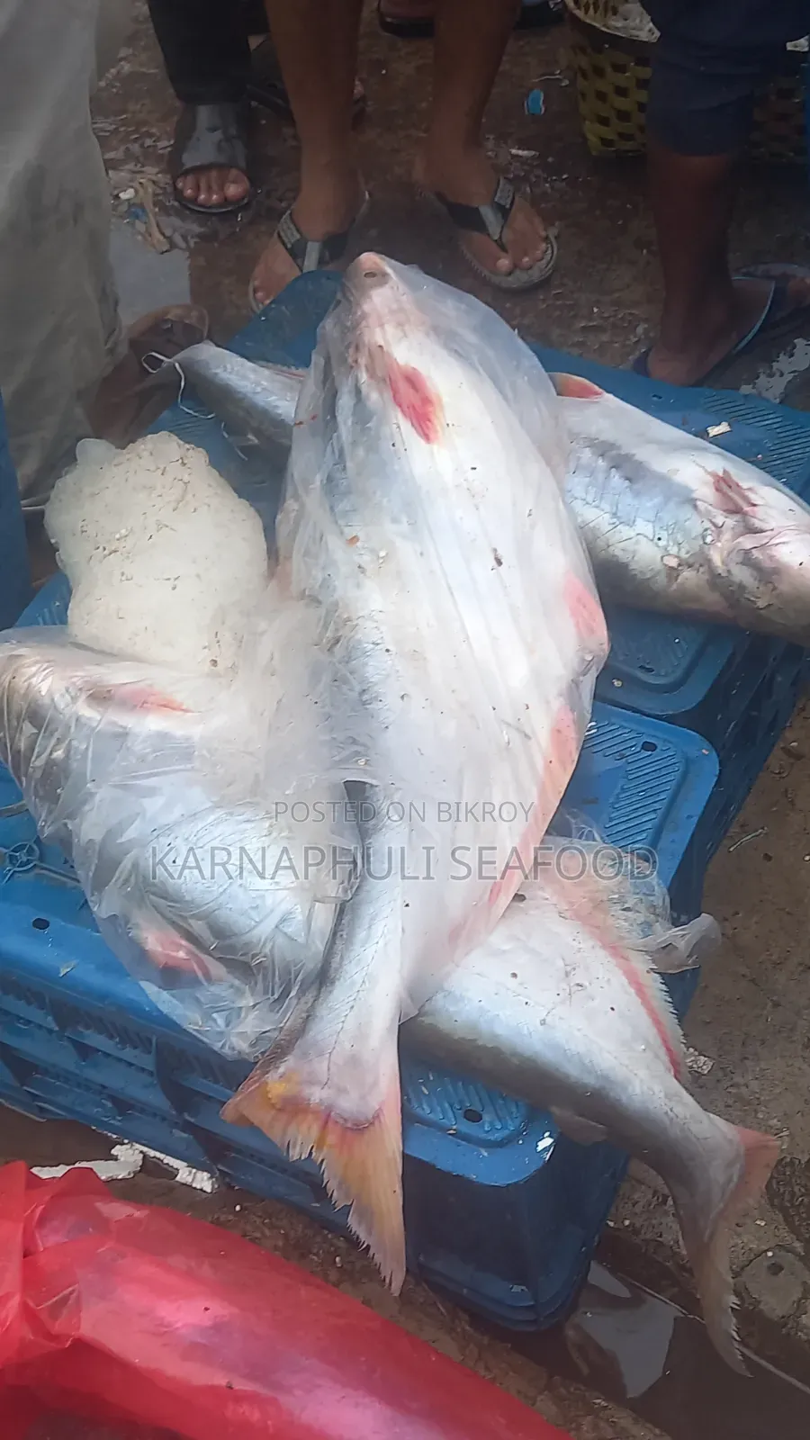 বেস্ট কোয়ালিটি সামুদ্রিক মাছ