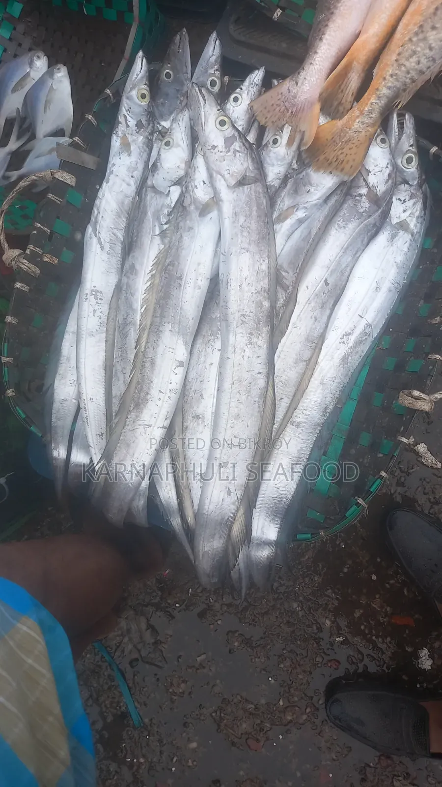 বেস্ট কোয়ালিটি সামুদ্রিক মাছ