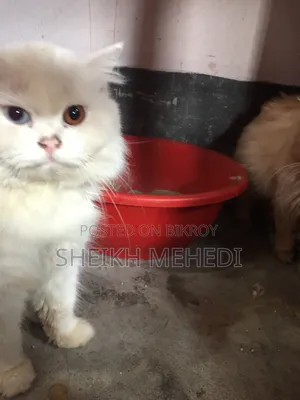 ১+ বছরের পুরুষ খাঁটি পার্সিয়ান