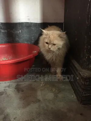 ১+ বছরের পুরুষ খাঁটি পার্সিয়ান