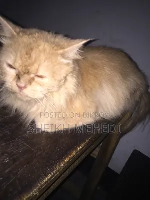১+ বছরের পুরুষ খাঁটি পার্সিয়ান