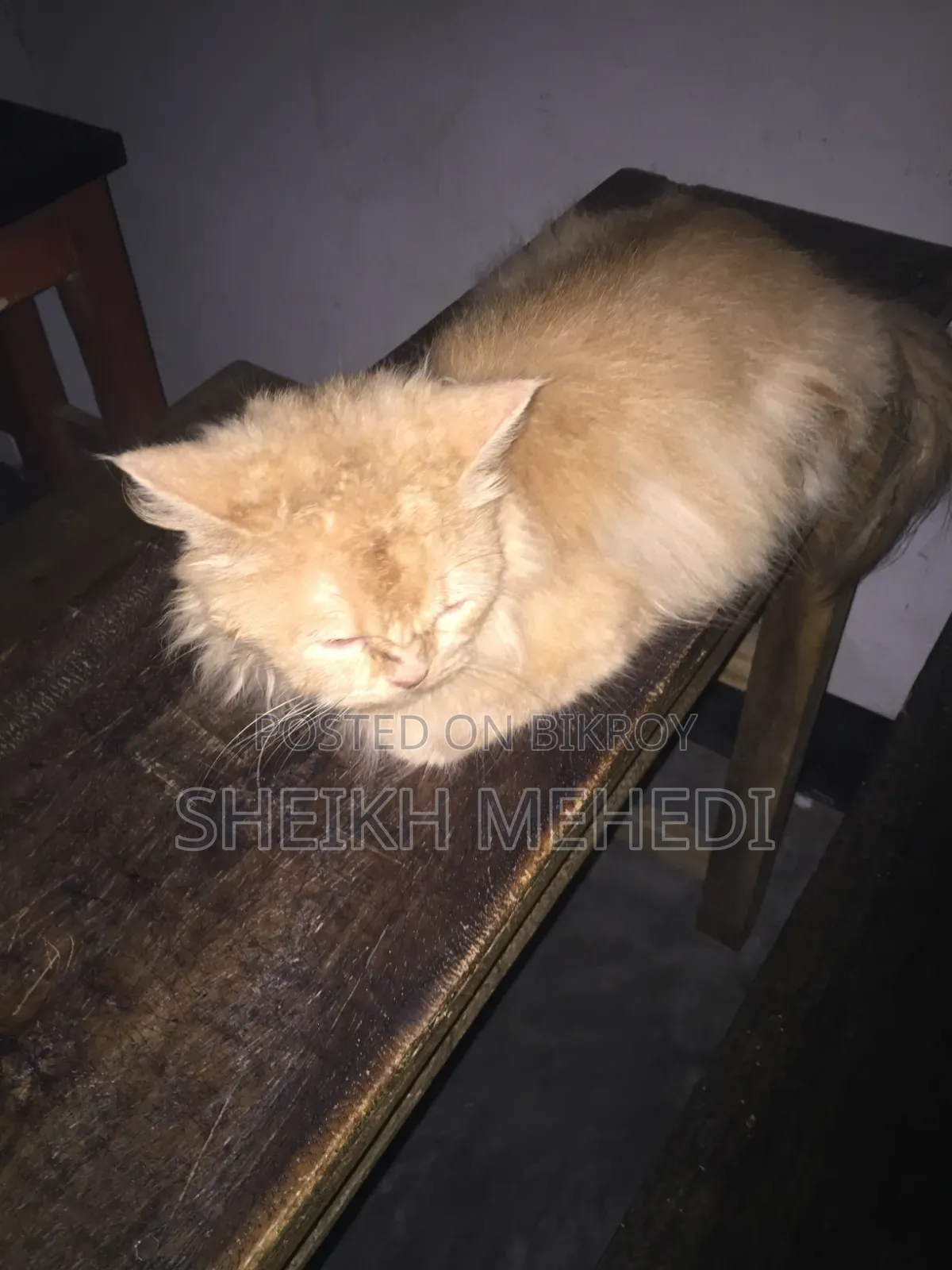 ১+ বছরের পুরুষ খাঁটি পার্সিয়ান