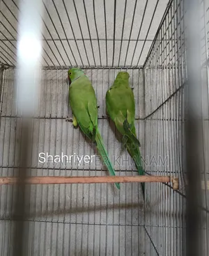 ইন্ডিয়ান রিংনেট রানিং টিয়া জোড়া।