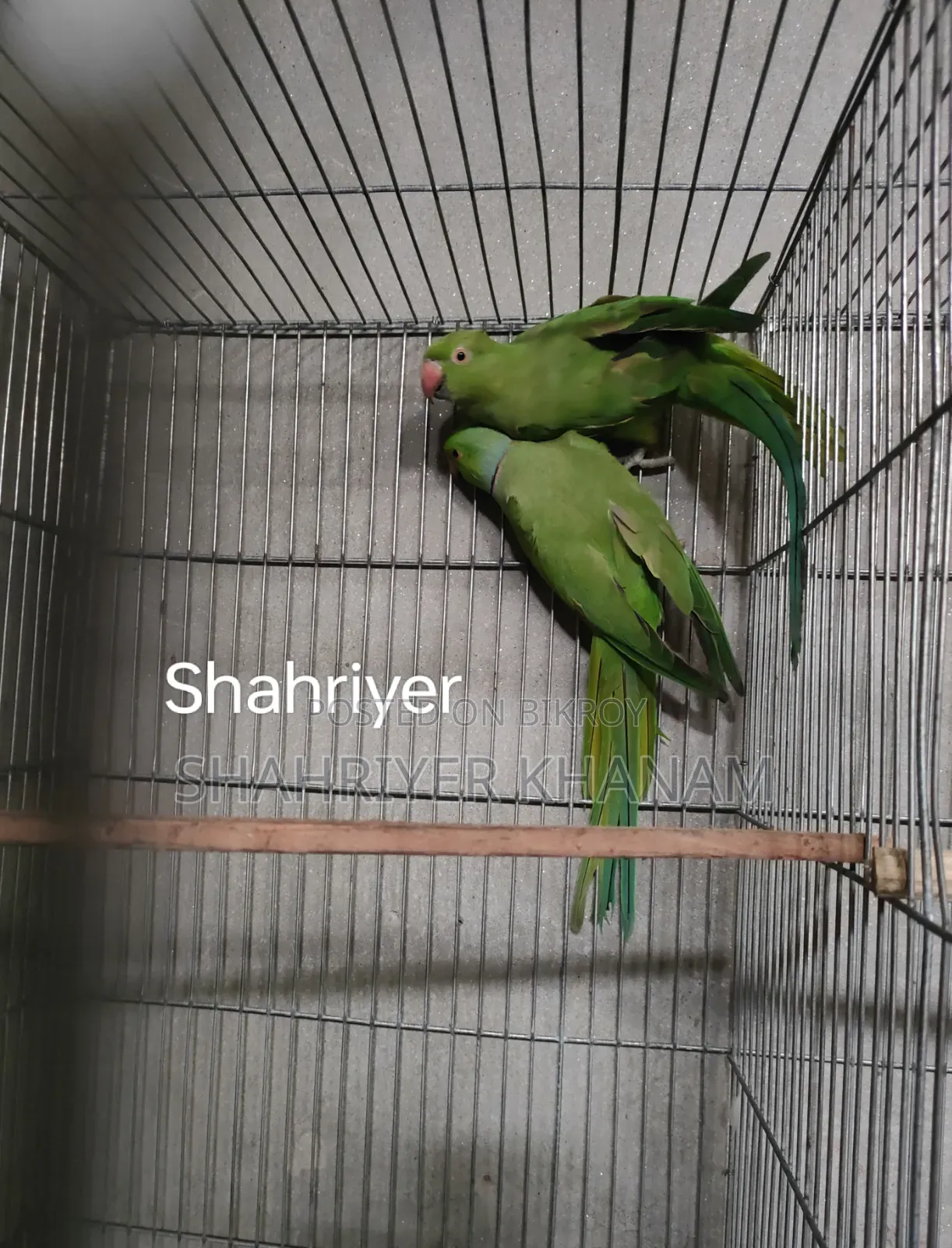 ইন্ডিয়ান রিংনেট রানিং টিয়া জোড়া।