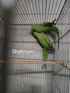 ইন্ডিয়ান রিংনেট রানিং টিয়া জোড়া।