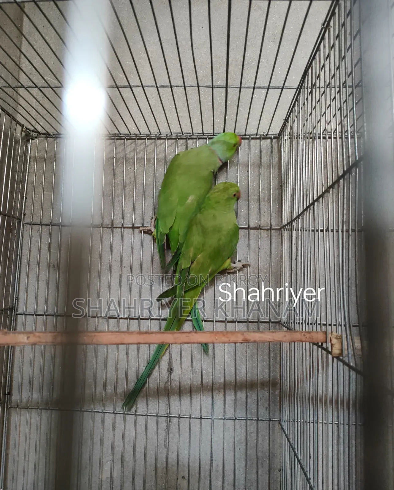 ইন্ডিয়ান রিংনেট রানিং টিয়া জোড়া।
