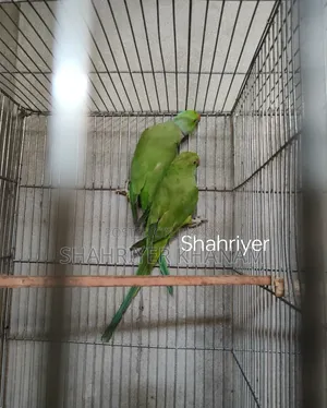 ইন্ডিয়ান রিংনেট রানিং টিয়া জোড়া।
