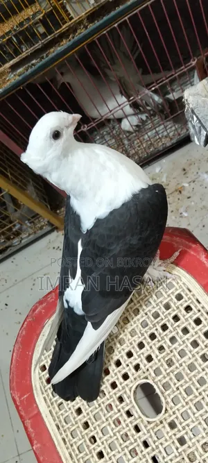 Pigeon for Sale