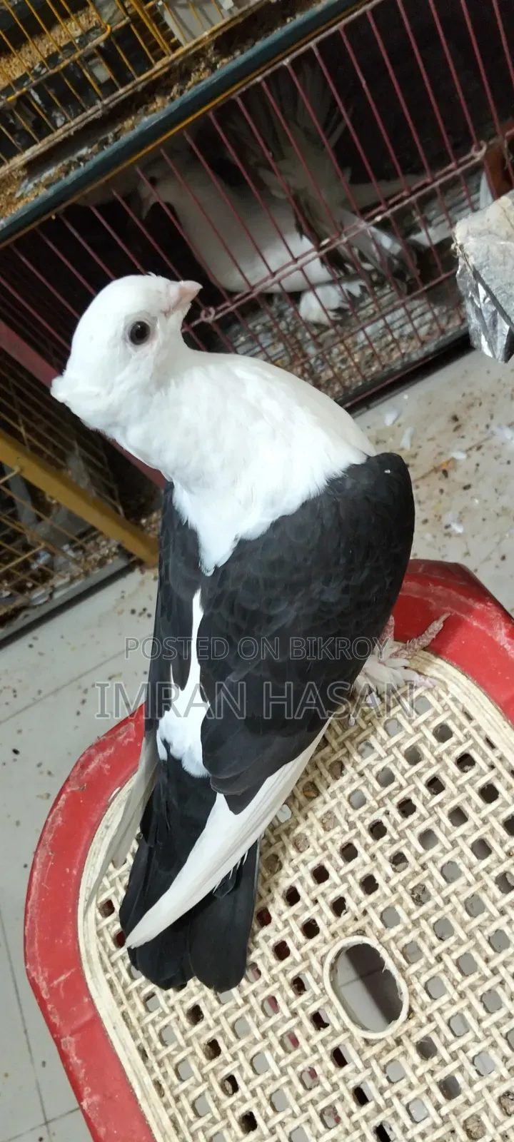 Pigeon for Sale
