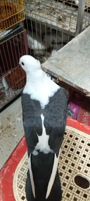 Pigeon for Sale