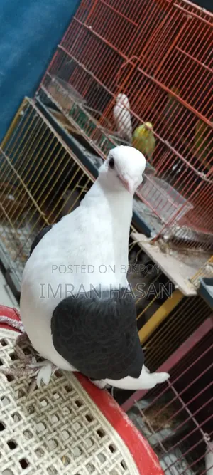 Pigeon for Sale