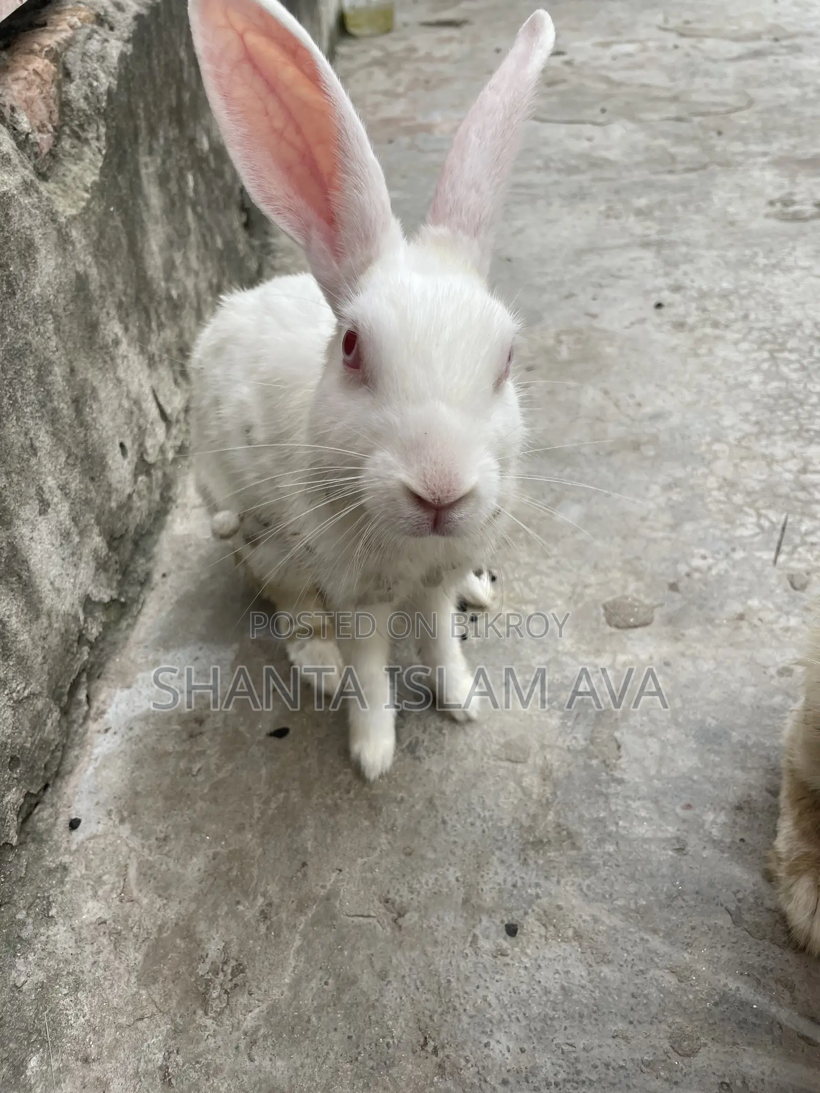 Rabbits for Sale
