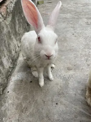 Rabbits for Sale