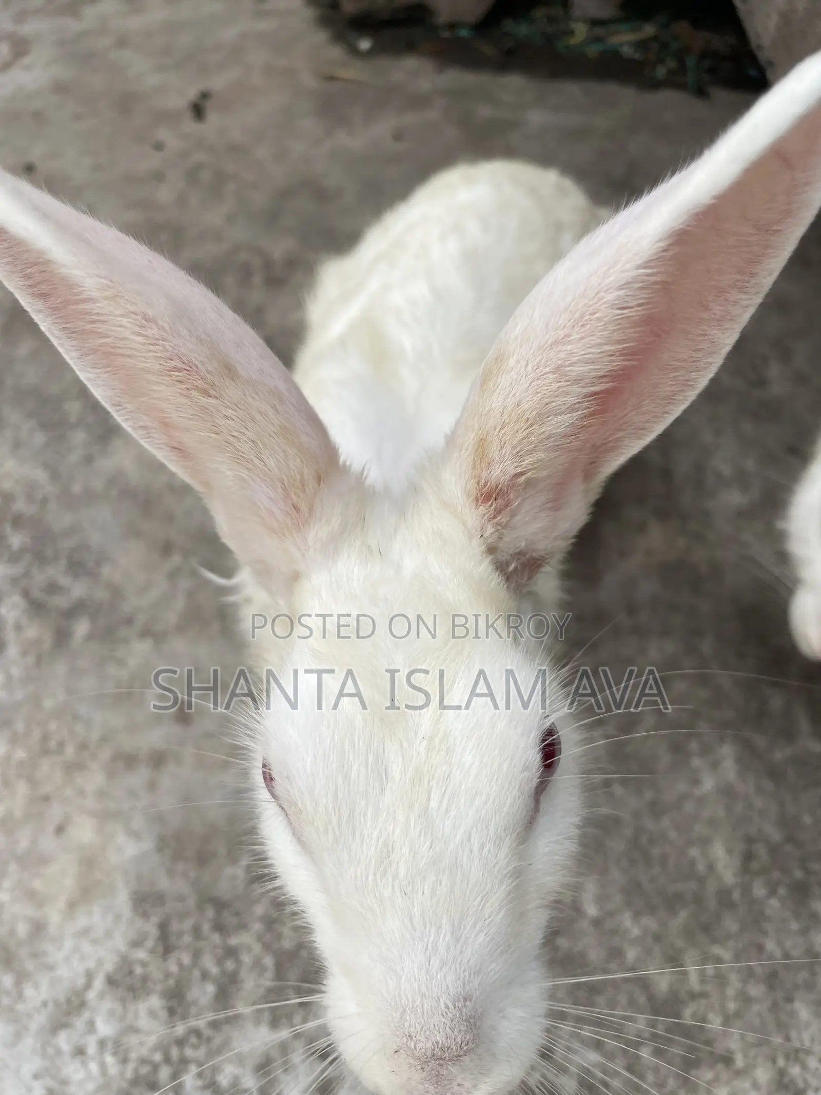 Rabbits for Sale
