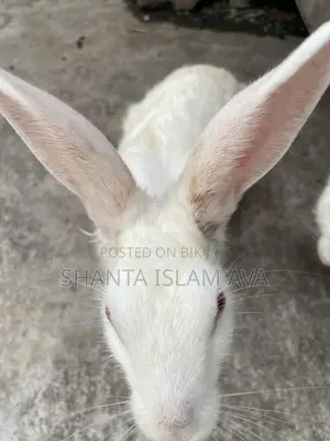 Rabbits for Sale