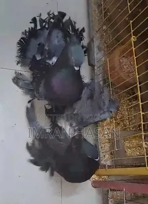 Peacock Pigeon for Sale
