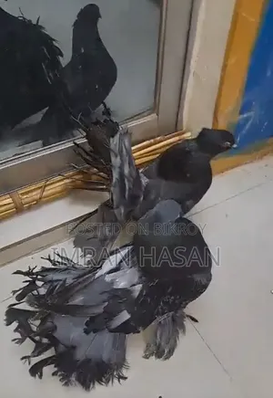 Peacock Pigeon for Sale