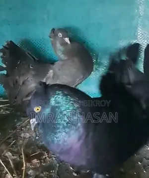 Peacock Pigeon for Sale