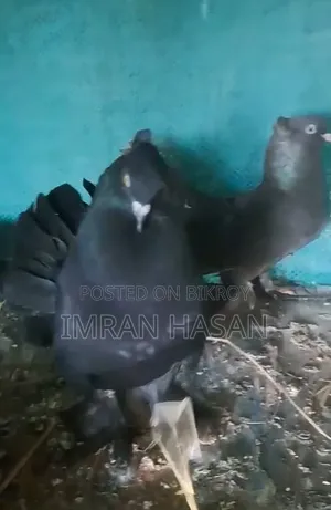 Peacock Pigeon for Sale