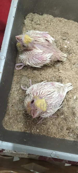 Cockatiel Baby for Sale